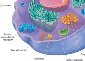 Diagram showing mitochondria, ER, and other organelles