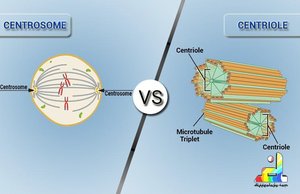 Comparison of centrosome and centriole structure