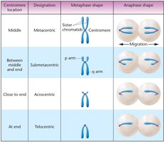 Table of centromere positions and chromosome shapes