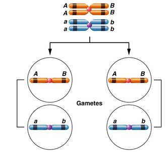 Complete linkage produces only parental gametes