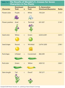 Table of Mendel's crosses for seven pea plant characters