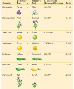 Table of Mendel's crosses for seven pea plant characters