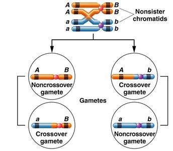 Crossing over between nonsister chromatids produces recombinant gametes