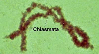 Microscopic image of chiasmata