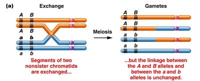 Single crossover alters linkage if between the genes