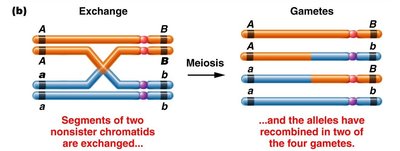 Exchange separates alleles, resulting in recombinant gametes
