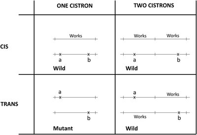 Diagram of cis-trans test for cistron identification