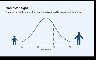 Distribution of height as a polygenic trait