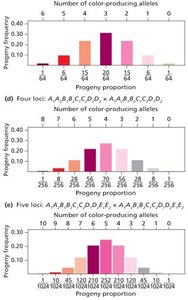 Distribution of phenotypes with increasing number of loci