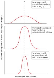 Formulas for population and sample variance
