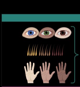 Genes involved in pigmentation