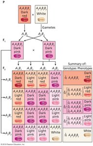 Additive gene effects and phenotypic distribution