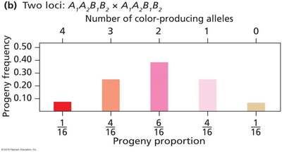 Distribution of phenotypes with additive genes