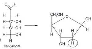 Deoxyribose structure