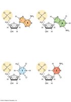 DNA nucleotide structure