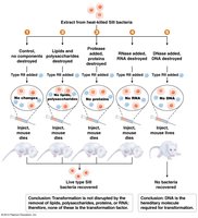 Avery-MacLeod-McCarty experiment summary