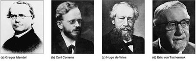 Portraits of Mendel, Correns, de Vries, and von Tschermak