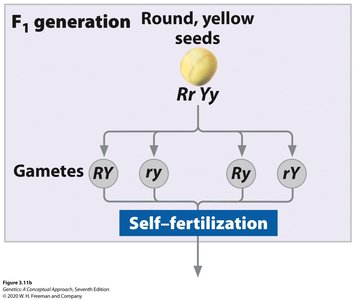 Dihybrid cross: F1 generation and gamete formation