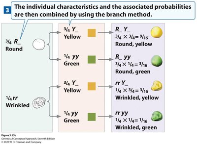 Branch diagram for combining probabilities in dihybrid crosses