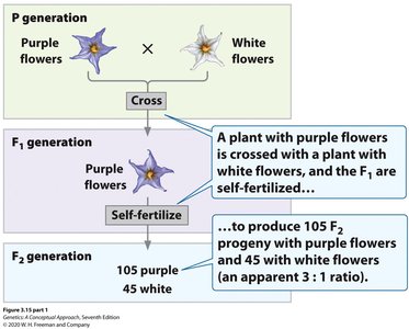 Chi-square test example with purple and white flowers