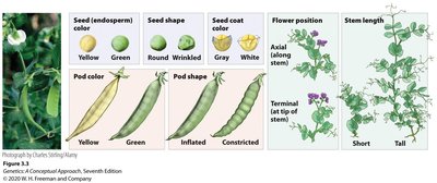 Mendel's seven pea plant characteristics
