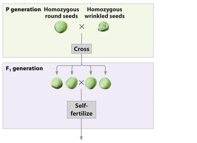 Diagram of Mendel's cross between homozygous round and wrinkled peas