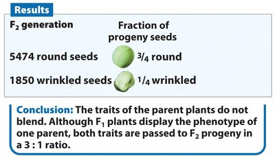 Results of Mendel's F2 generation: 3/4 round, 1/4 wrinkled