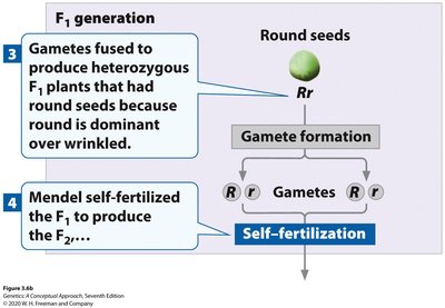 Gamete formation and self-fertilization in F1 generation