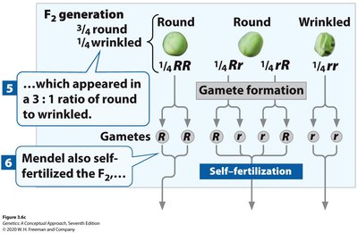 F2 generation genotypes and phenotypes in Mendel's experiment