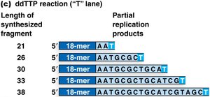 Sanger sequencing: ddTTP reaction