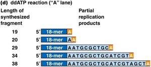 Sanger sequencing: ddATP reaction