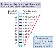 Capillary electrophoresis readout