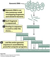 Steps in shotgun sequencing