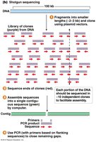 Genome assembly from contigs