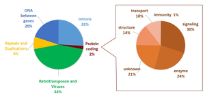 Pie chart of human genome composition