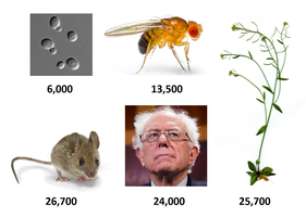 Gene numbers in various species