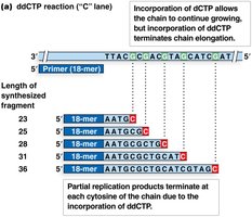 Sanger sequencing: ddCTP reaction