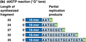 Sanger sequencing: ddGTP reaction