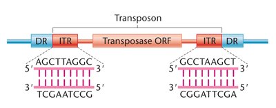 Structure of a DNA transposon