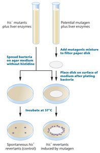 Ames test procedure diagram
