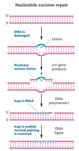 Nucleotide excision repair diagram