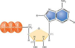 Nucleotide structure with purine ring