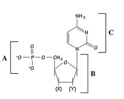 DNA nucleotide structure with labeled groups X and Y