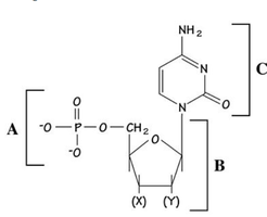 RNA nucleotide structure with labeled groups X and Y