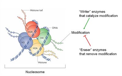 Nucleosome with histone tail modifications and regulatory enzymes