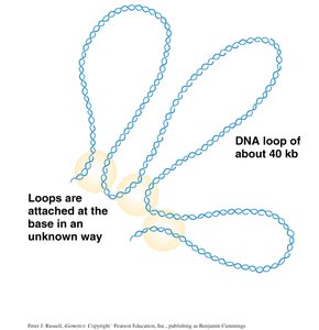 Diagram of DNA loops in prokaryotes