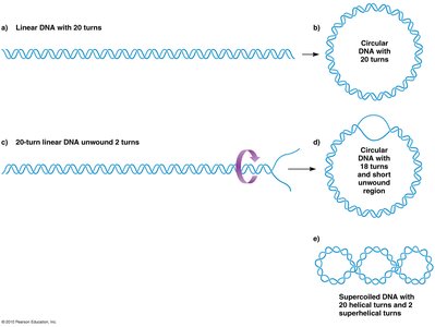 Diagram of DNA supercoiling and topoisomerase action