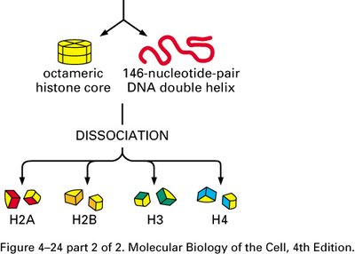 Histone octamer and DNA double helix dissociation
