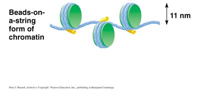 Beads-on-a-string form of chromatin