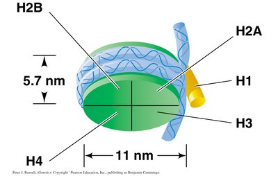 Structure of a nucleosome with labeled histones